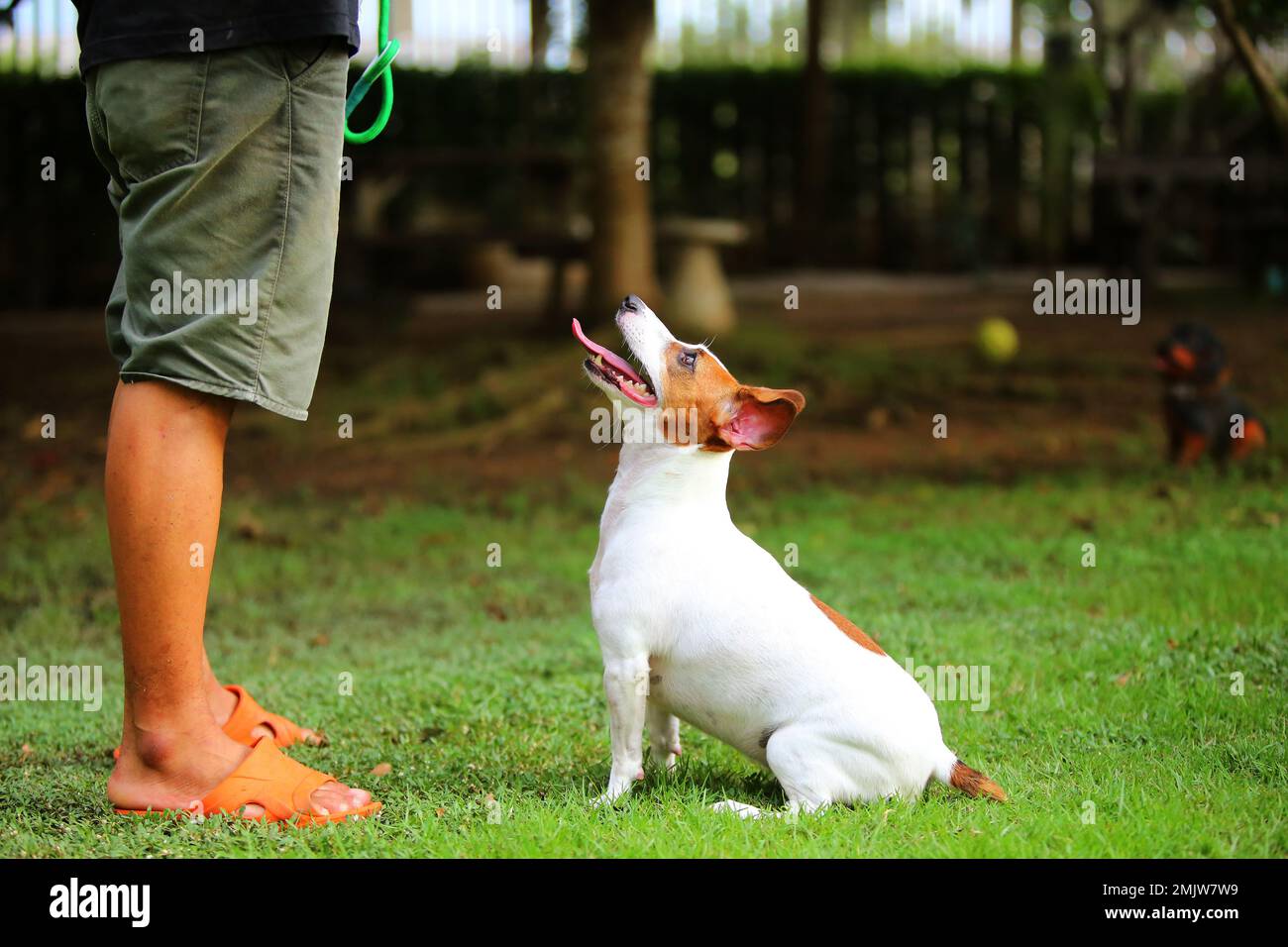 Jack Russell Terrier sitzt und wartet auf Befehl des Besitzers im Park. Der Hund entfesselt mit dem Besitzer. Stockfoto