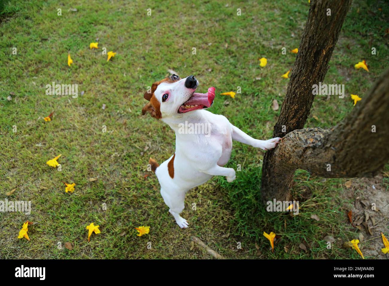 Jack Russel Terrier versucht zu klettern, um auf einem Baum eine kleine wilde Tierfreundin zu jagen. Hundespieler im Park. Hund lächelt. Stockfoto