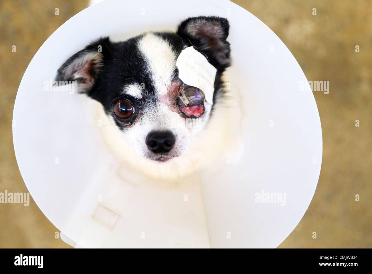 Chihuahua trägt ein schützendes elisabethanisches Halsband nach Operation am linken Auge. Hund am Auge verletzt. Stockfoto