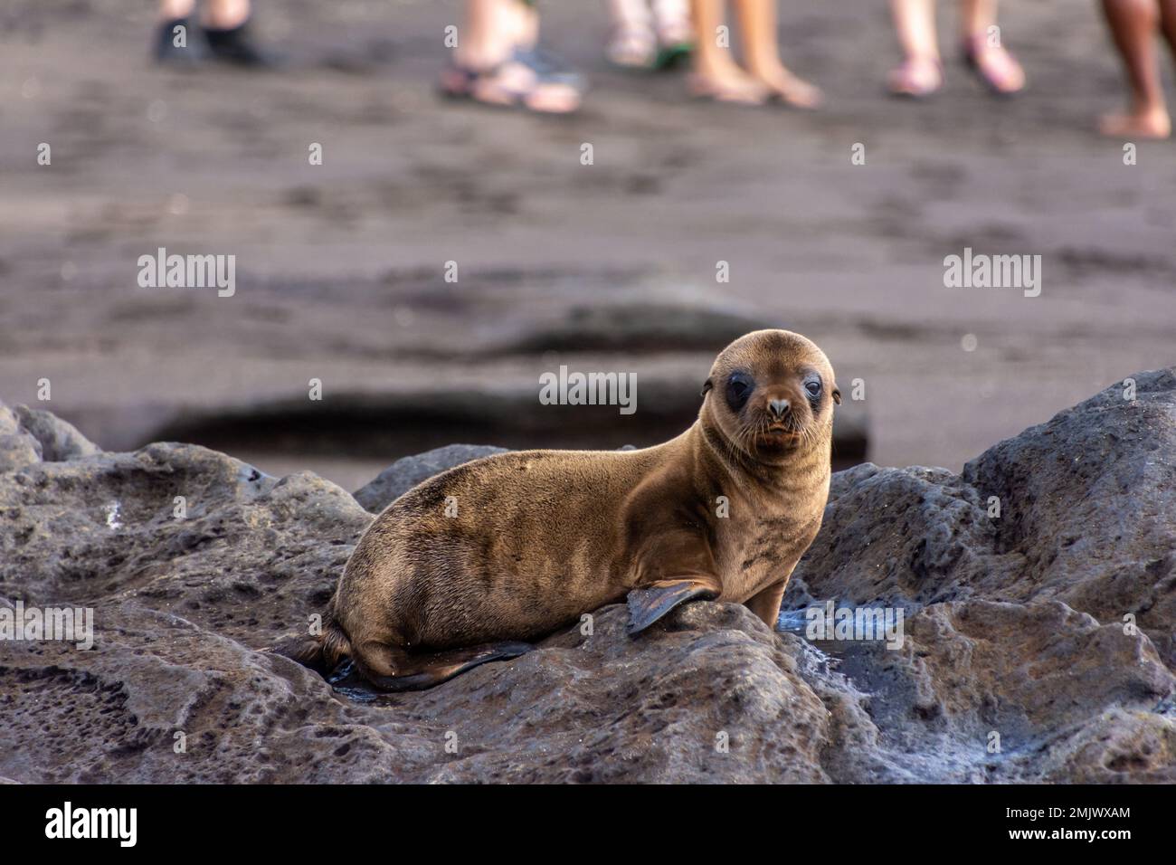 Ein Seelöwenjunges auf vulkanischen Felsen auf der Insel Santiago (Isla Santiago) in den Galapagos, Ecuador. Stockfoto
