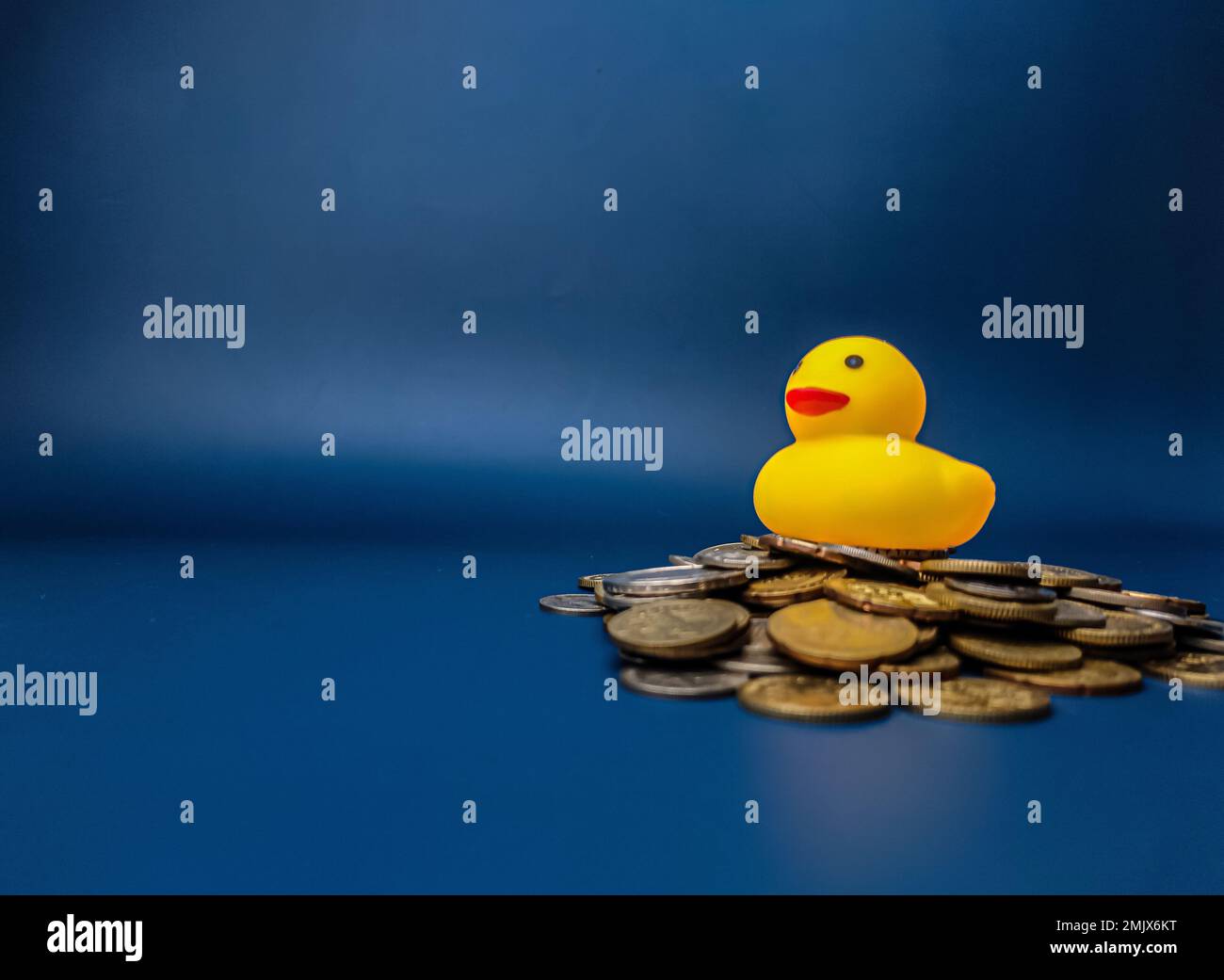 Eine gelbe Ente befindet sich auf einem Münzstapel auf blauem Hintergrund. Geschäftskonzept. Stockfoto