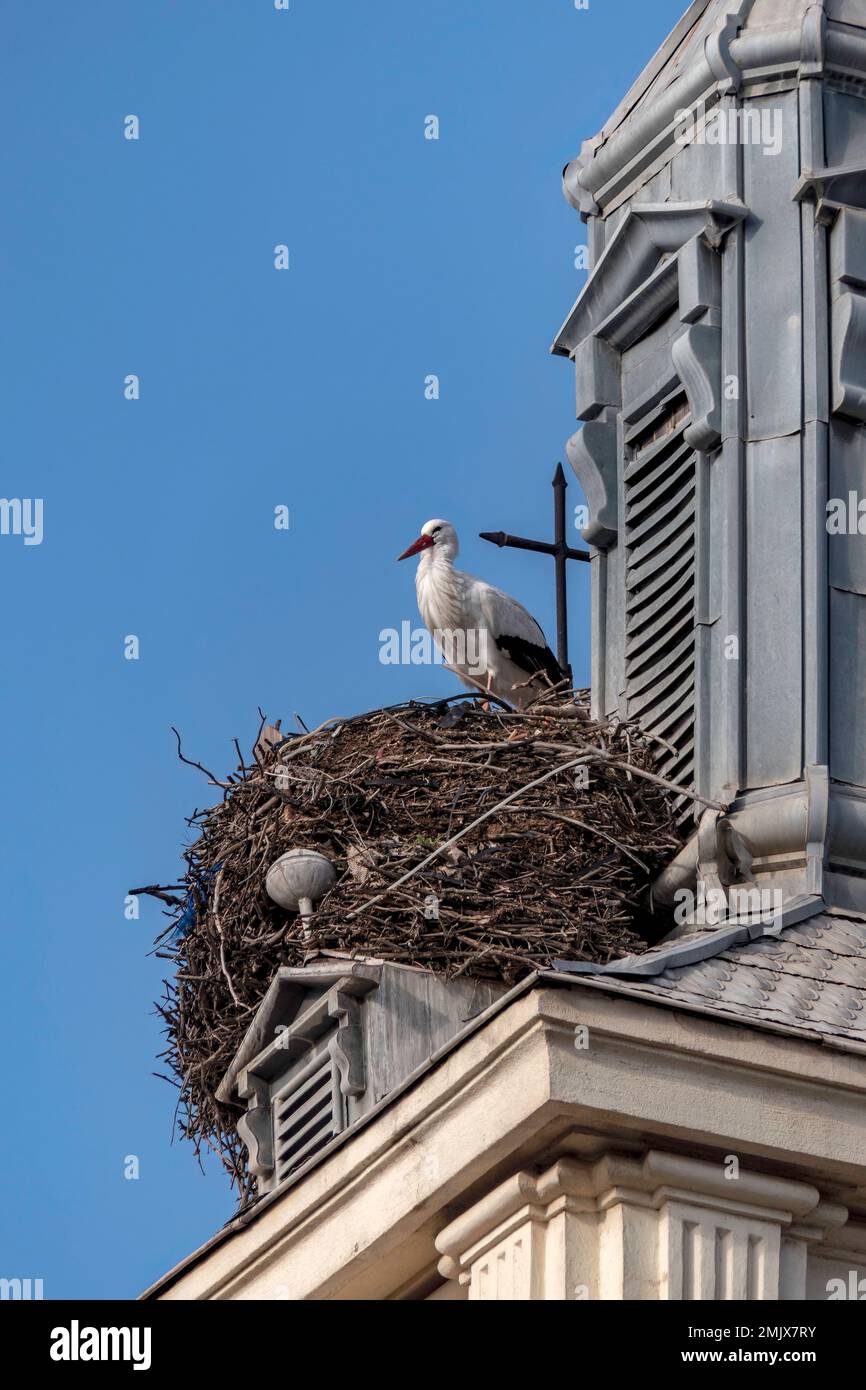 Ein Storch in einem Nest aus Zweigen auf dem Dach eines Gebäudes Stockfoto