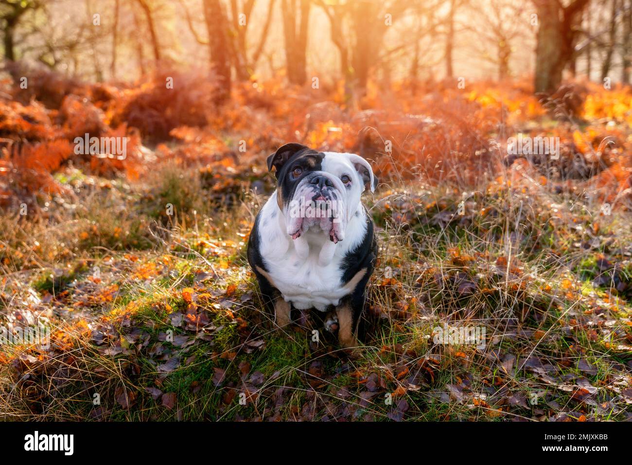 Schwarzer dreifarbiger, lustiger englischer Bulldog Dog für einen Spaziergang mit Blick auf das Gras im Wald an einem sonnigen Herbsttag bei Sonnenuntergang Stockfoto