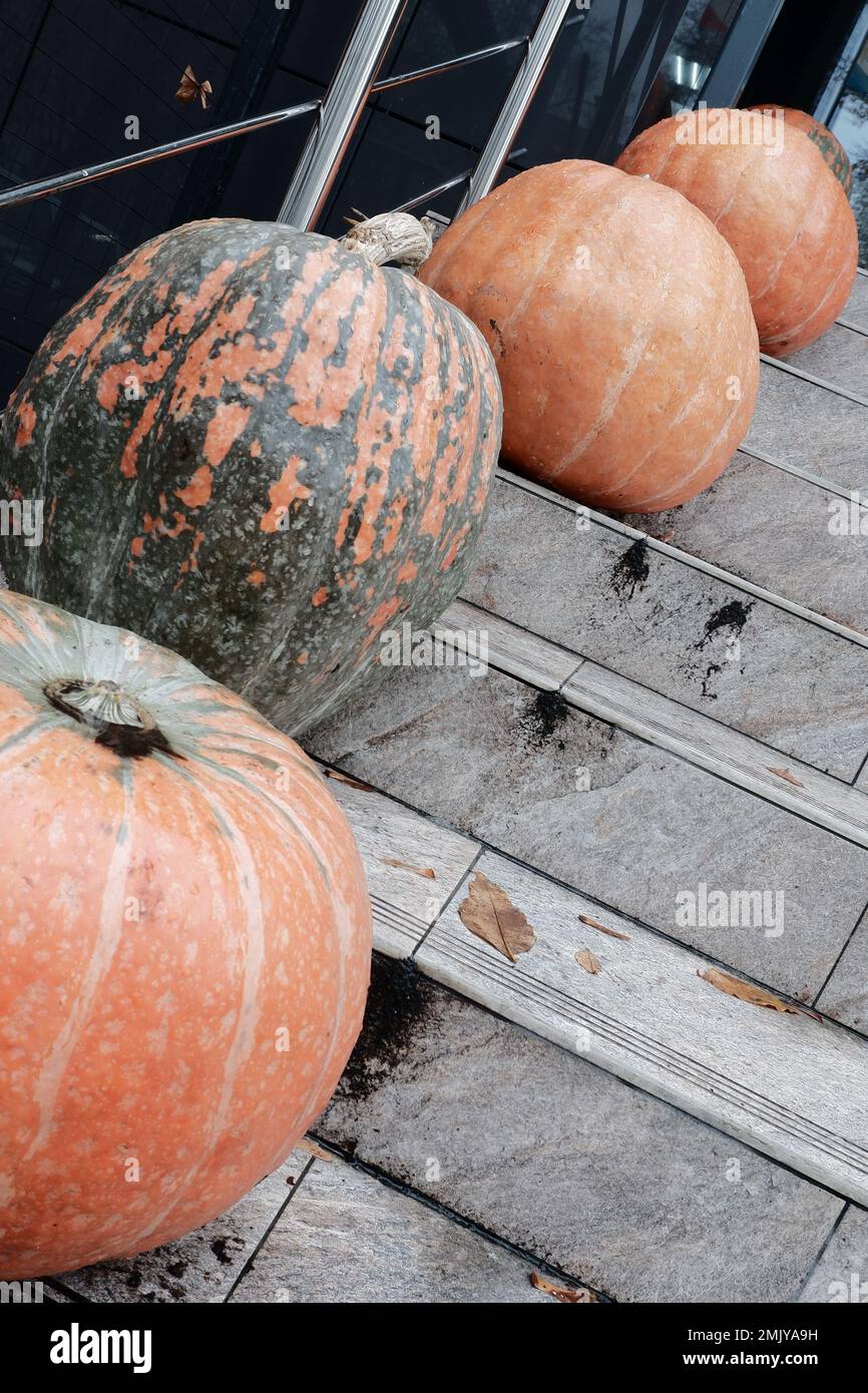 Große reife Kürbisse werden auf den Stufen senkrecht in einer Reihe angeordnet. Halloween-Kürbis Stockfoto
