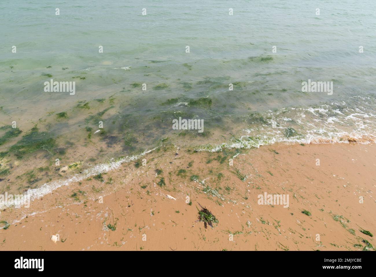 Grüne Seaweeds, Gezeitenüberwucherung an einem Strand, französische Bretagne Stockfoto