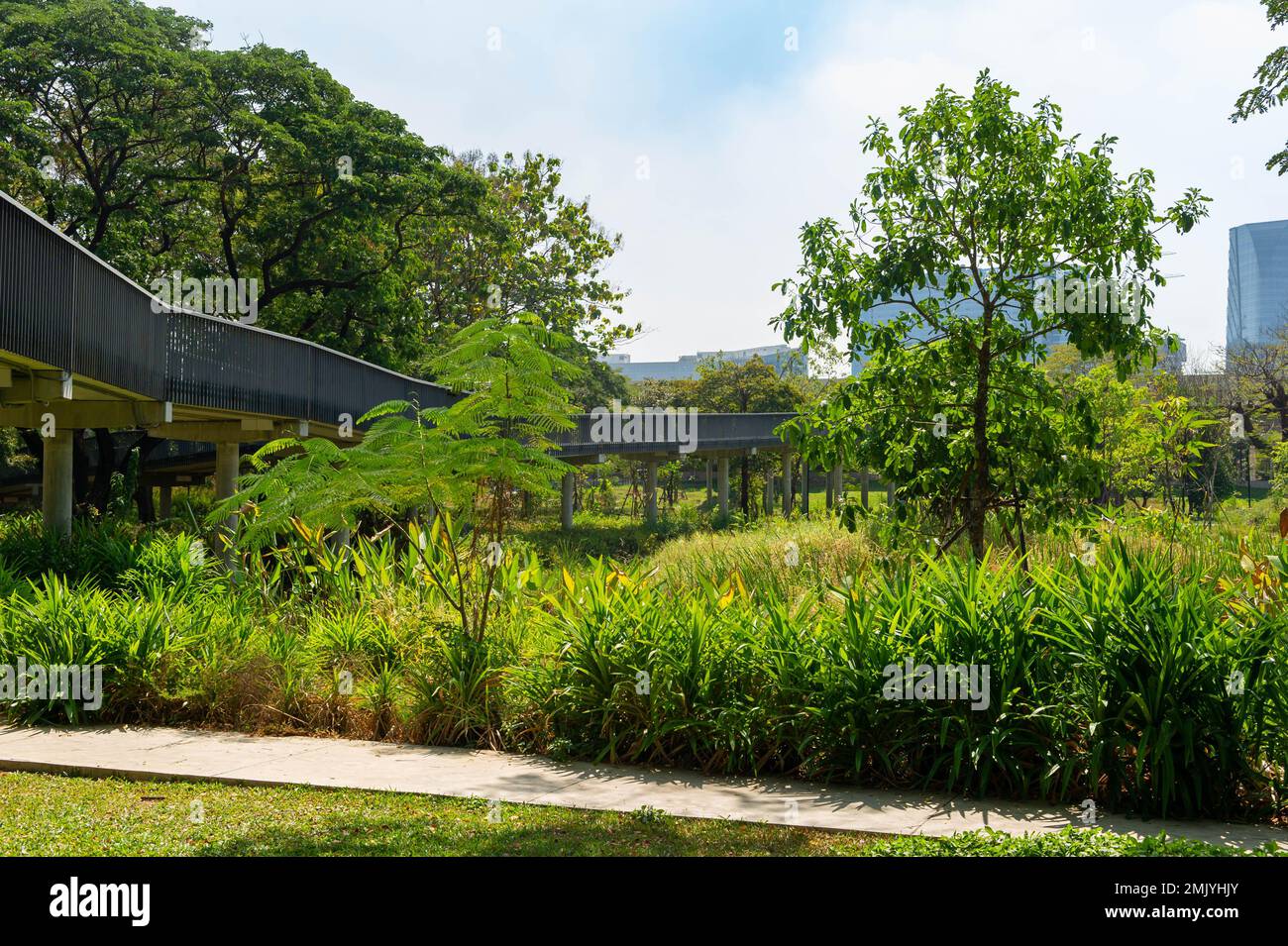 Benjakitti Eco Forest Park an einem sonnigen Tag in Bangkok, Thailand Stockfoto