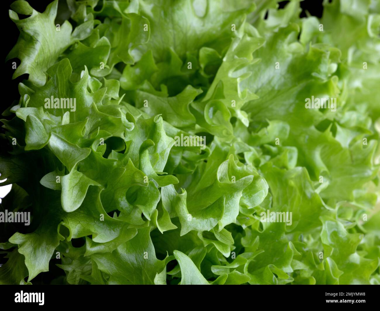Studioaufnahme mit frischen grünen Salatblättern Stockfoto