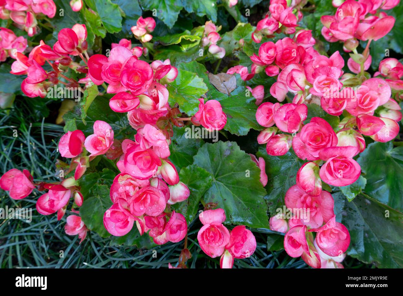 Traubenblätter rosa Begonia, Begonia reniformis Blumen Stockfoto