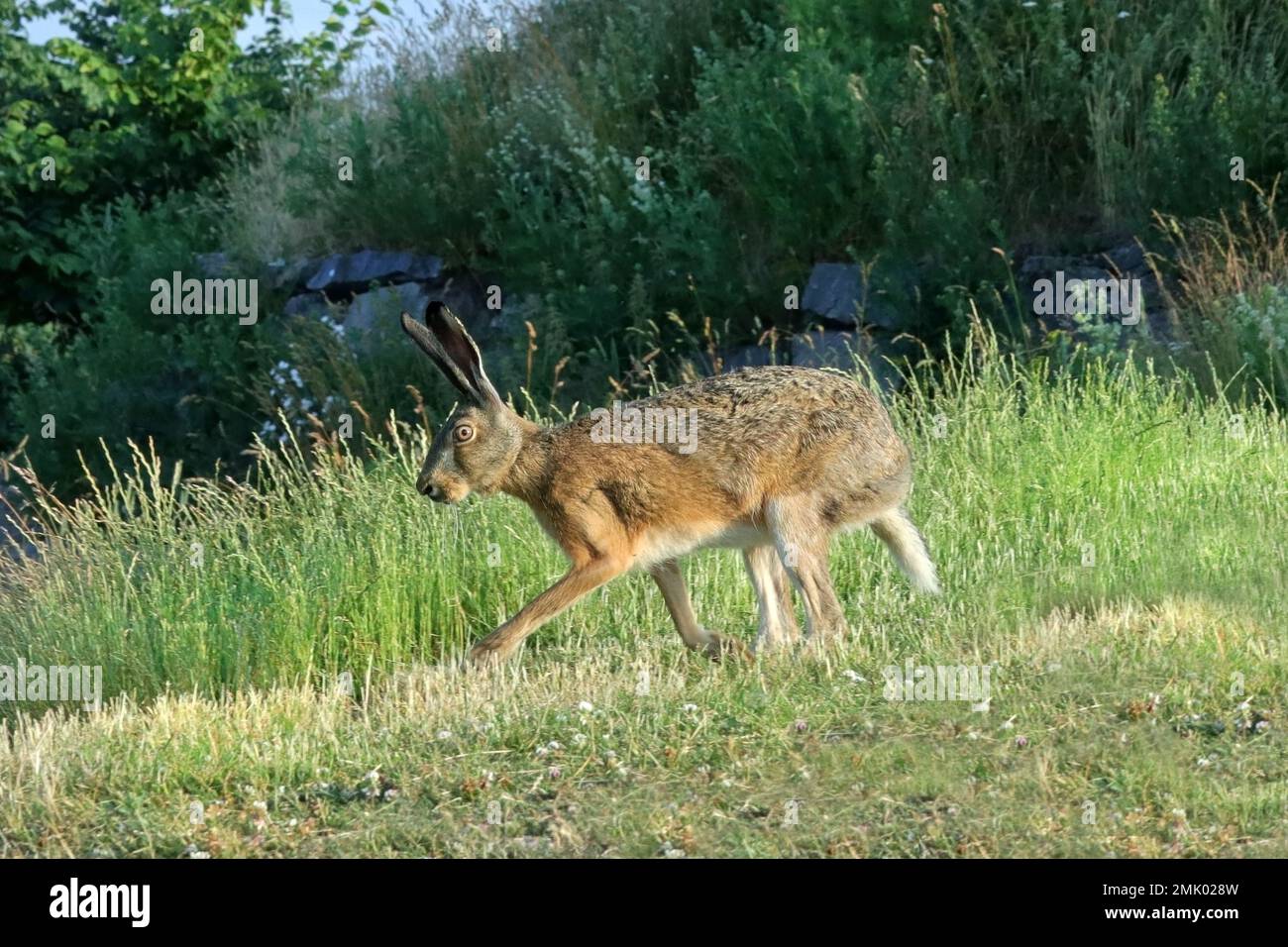 Brauner Hase, Lepus europaeus im grünen Gras an einem sonnigen Sommermorgen. Stockfoto