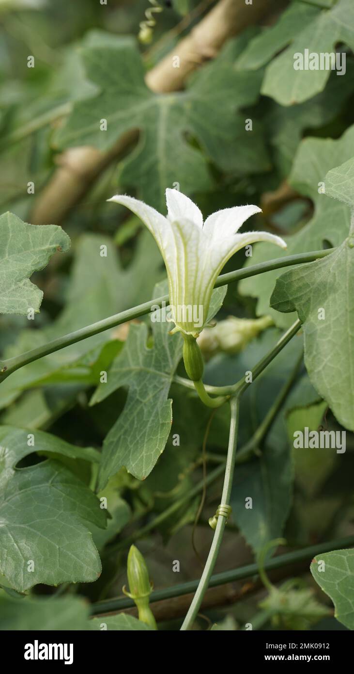 Wunderschöne weiße Blüten von Coccinia grandis, auch bekannt als Efeu, kleine oder scharlachrote Riesenkürbis, Rashmato usw. Es ist ein essbares Gemüse in den indischen Staaten. Stockfoto