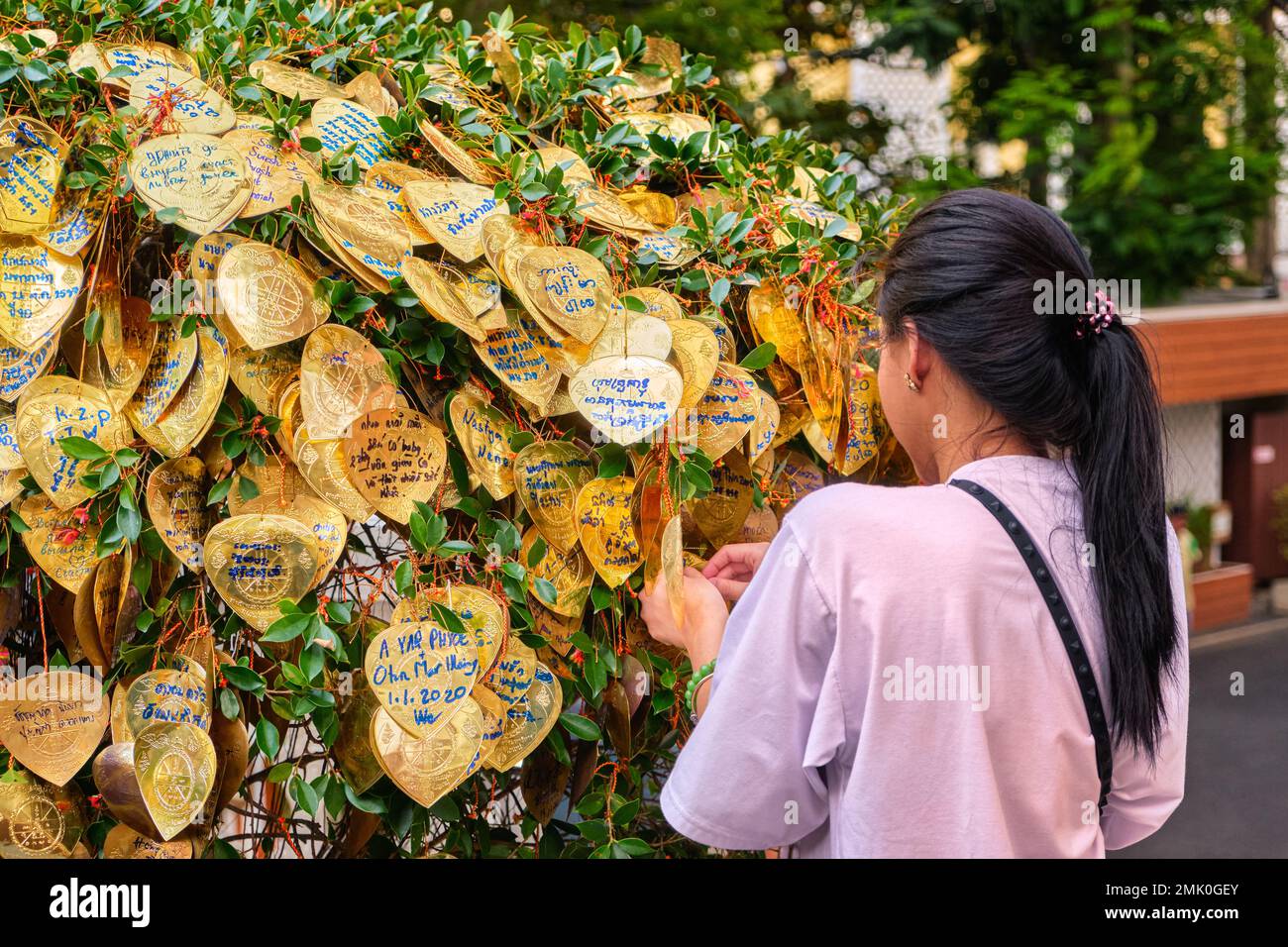 Buddhistische goldene Blätter mit Wünschen auf dem Bodhi-Baum, weiblicher Erwachsener, der einen an einen Zweig bindet Stockfoto