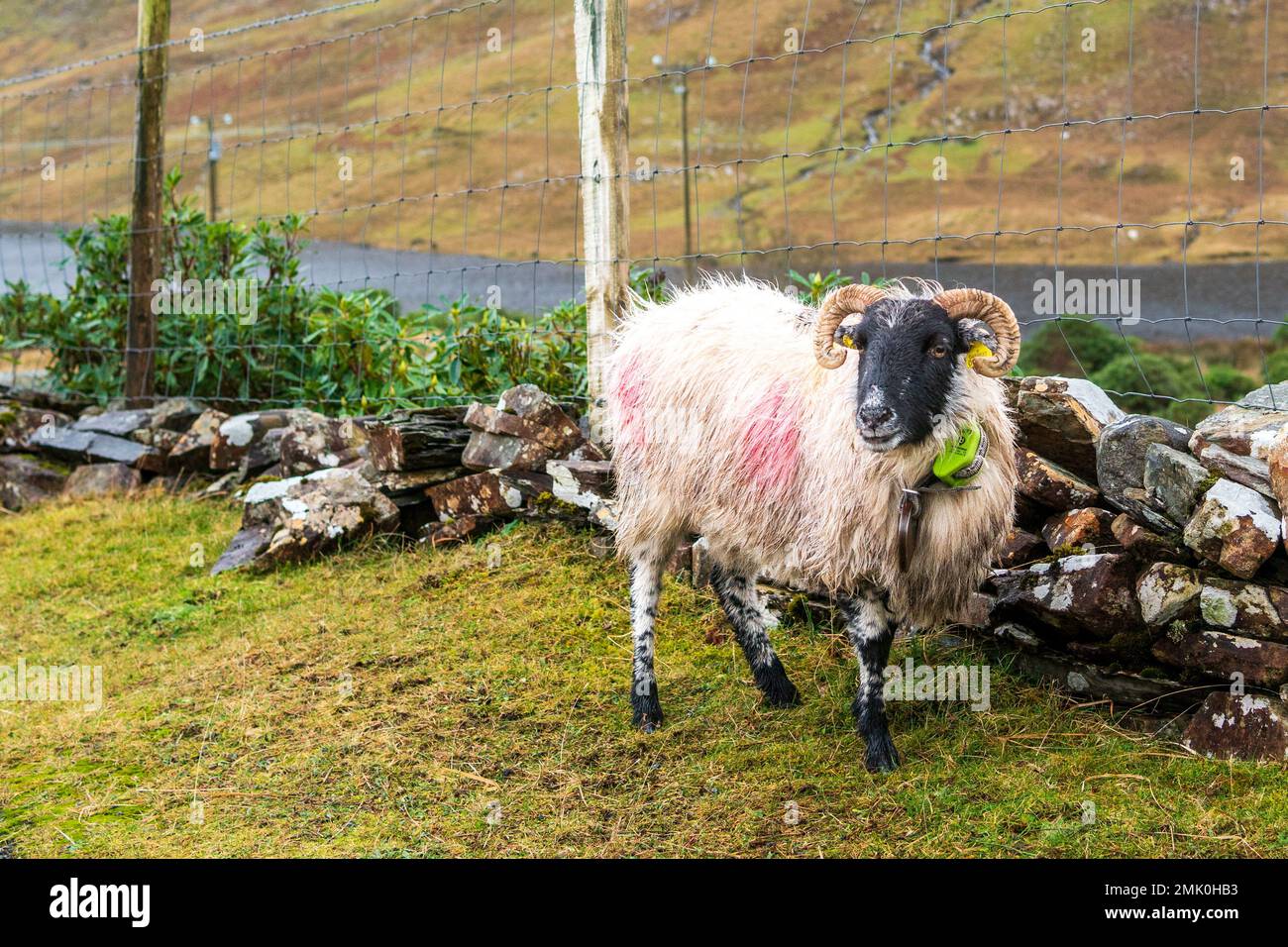 Schafe in der irischen Region Connemara Stockfoto