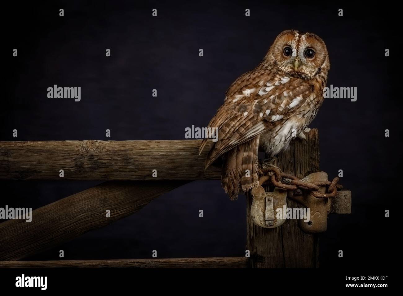 Rauhfußkauz, der in einem britischen Wald sitzt und sein gesprenkeltes braunes Gefieder, sein rundes Gesicht und seine markanten dunklen Augen zeigt. Stockfoto