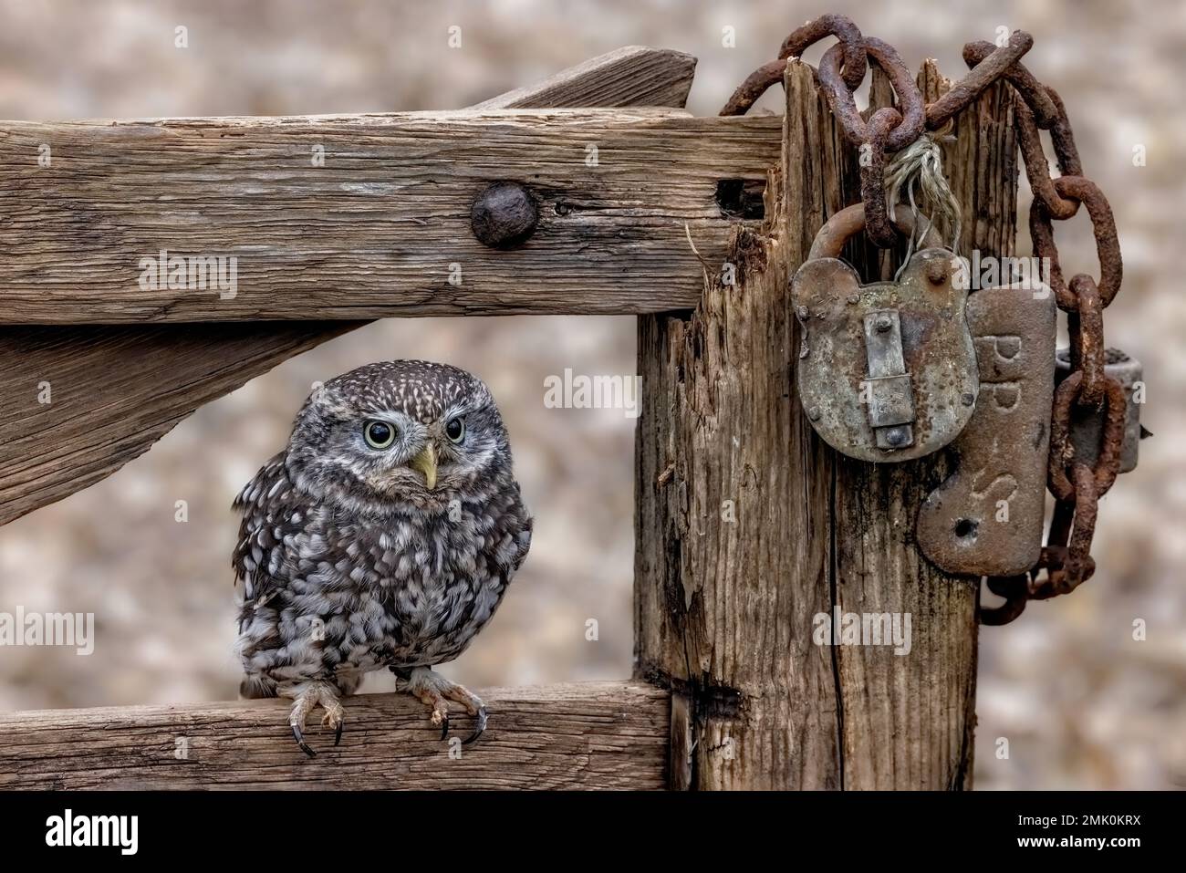 Kleine Eule, Wildtiere in Großbritannien. Eine kleine Eule, die in die Kamera schaut. Getarnter Greifvogel Stockfoto