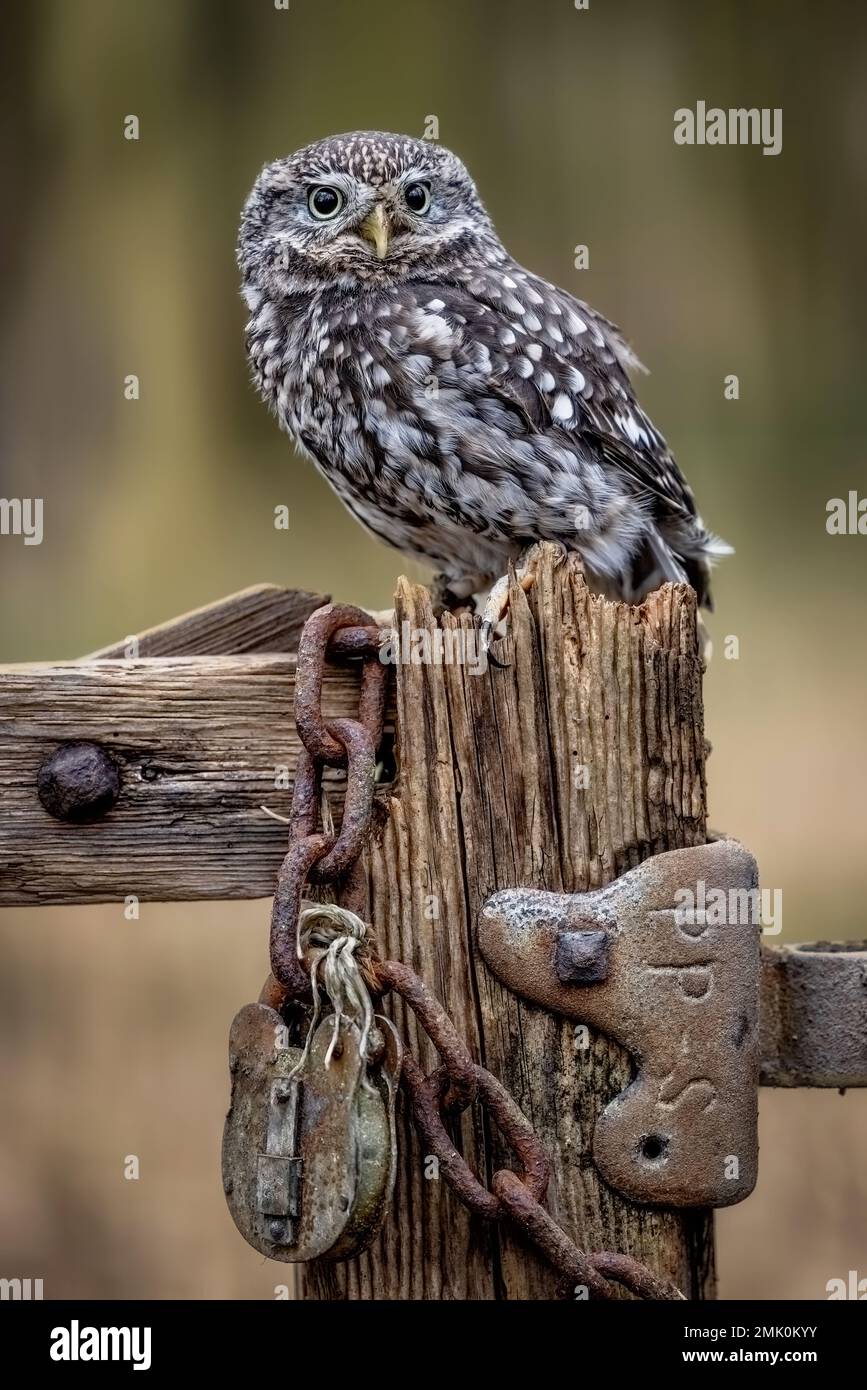 Kleine Eule, Wildtiere in Großbritannien. Eine kleine Eule, die in die Kamera schaut. Getarnter Greifvogel Stockfoto