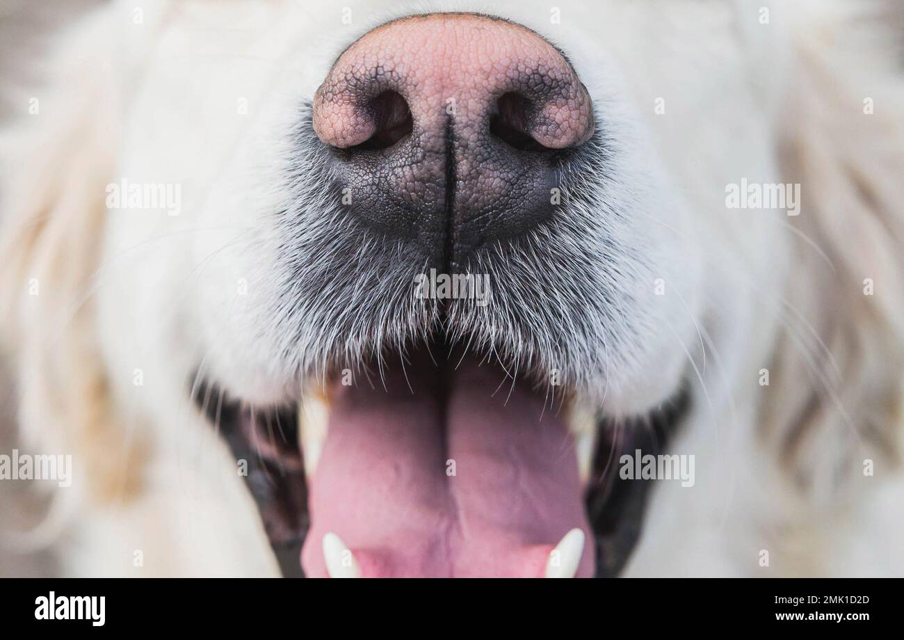 Hundenase und Schnurrbart aus der Nahaufnahme, sein Mund ist offen und weiße Wolle Stockfoto
