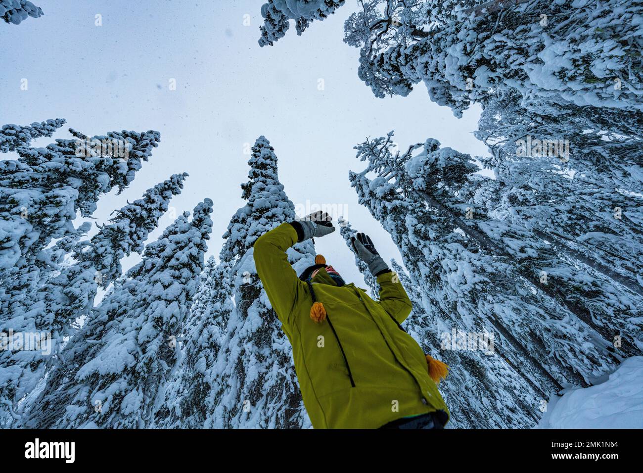Niedriger Blickwinkel eines süßen Jungen mit erhobenen Armen und Blick nach oben in den schneebedeckten Wald, ISO Syote, Nordöstrobothnia, Lappland, Finnland Stockfoto