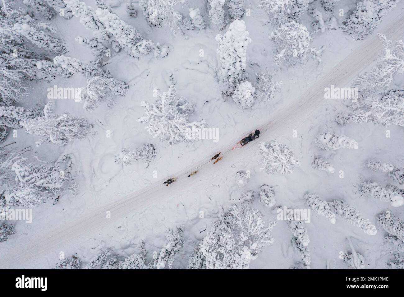 Blick von oben auf Menschen, die im Winter in der verschneiten Landschaft des finnischen Lapplands mit dem Hundeschlitten fahren Stockfoto