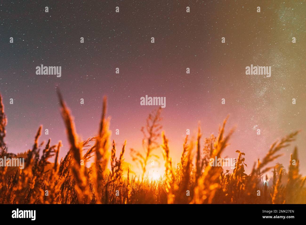 Blick von unten auf den wunderschönen Sternenhimmel bei Nacht vom grünen Gras im Sommer. Nachtsstars über der Wiese im august. Beleuchtung der Stadt am Horizont Stockfoto