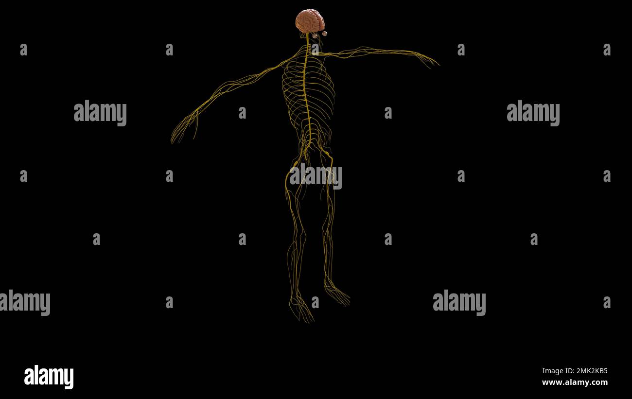 Menschliche Hirnanatomie für die medizinische Konzeptdarstellung 3D Stockfoto
