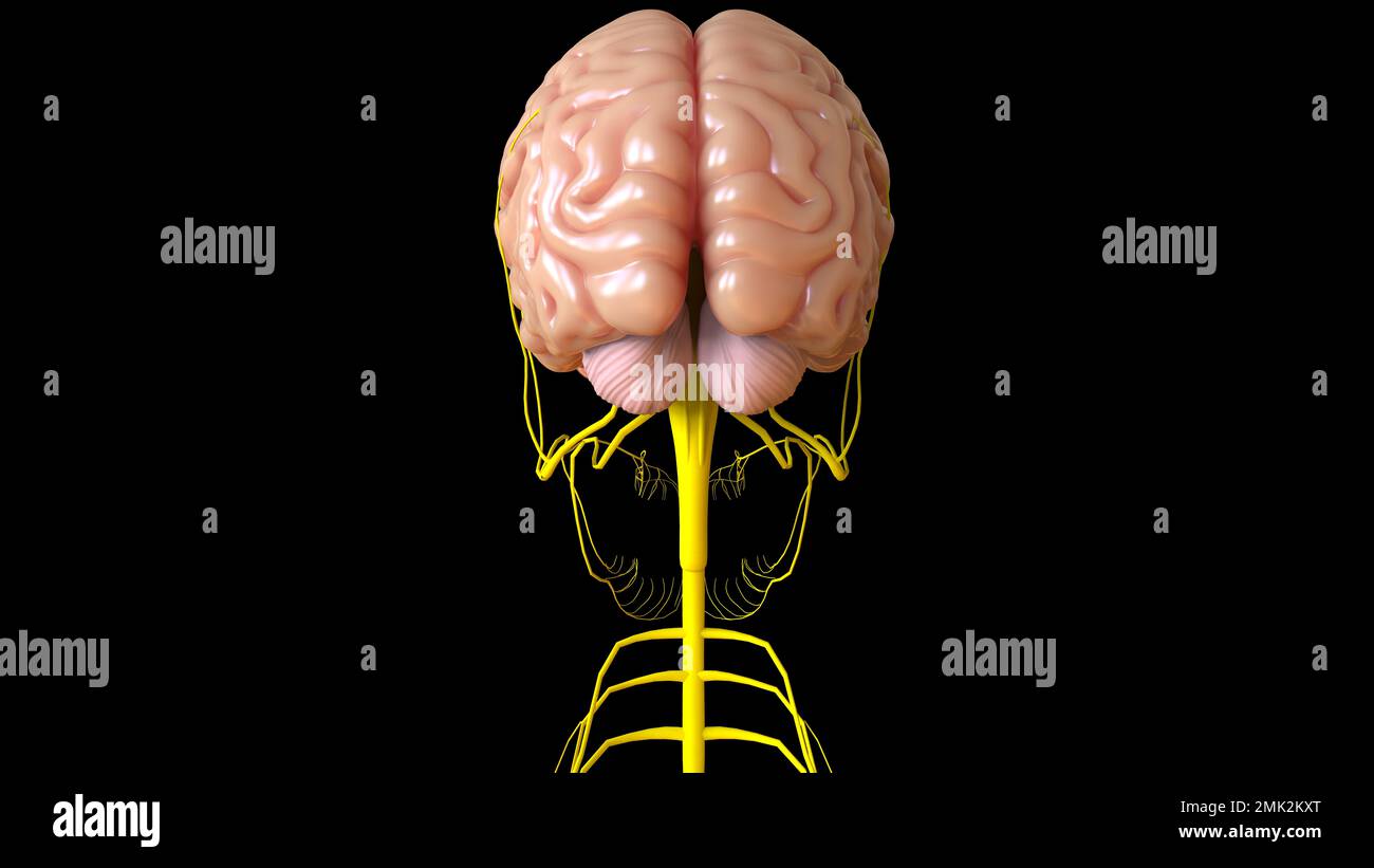 Menschliche Hirnanatomie für die medizinische Konzeptdarstellung 3D Stockfoto