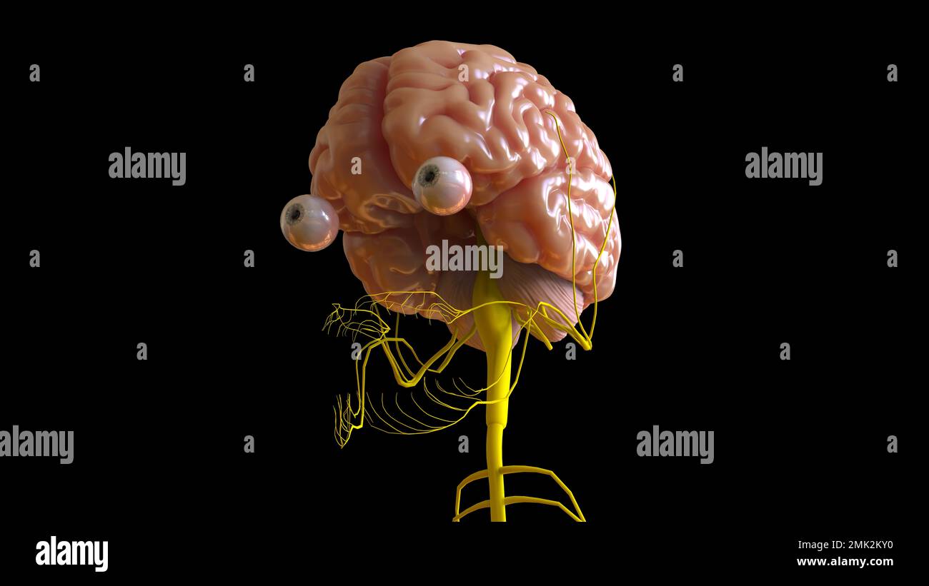 Menschliche Hirnanatomie für die medizinische Konzeptdarstellung 3D Stockfoto