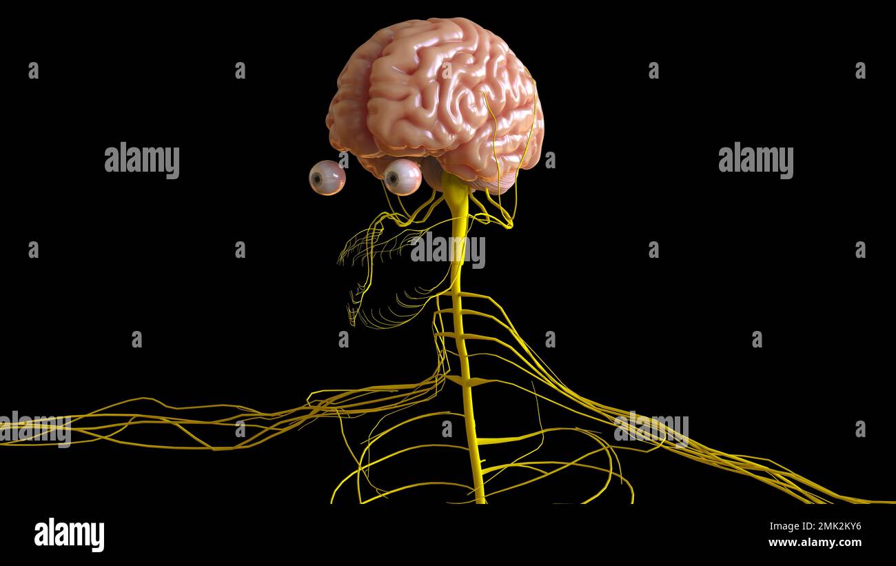 Menschliche Hirnanatomie für die medizinische Konzeptdarstellung 3D Stockfoto