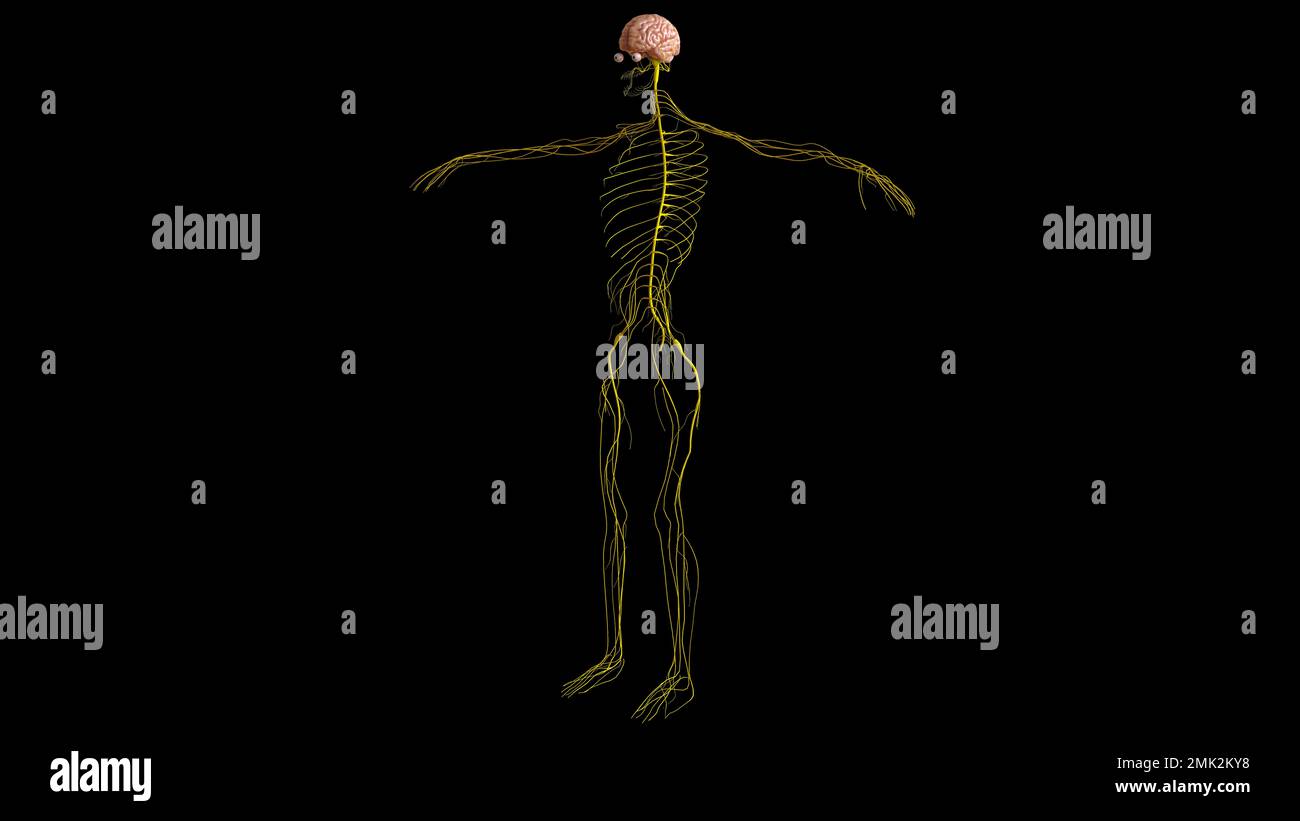 Menschliche Hirnanatomie für die medizinische Konzeptdarstellung 3D Stockfoto