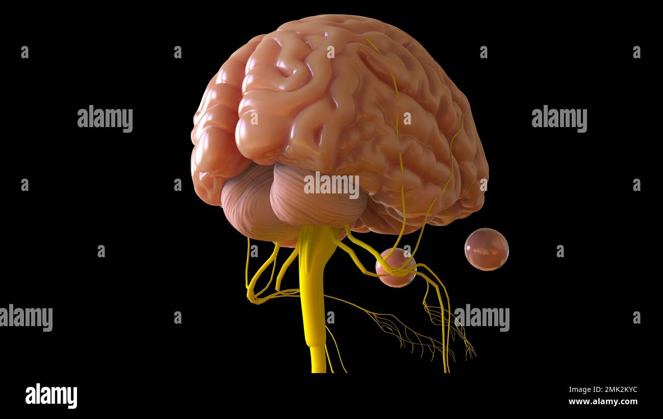 Menschliche Hirnanatomie für die medizinische Konzeptdarstellung 3D Stockfoto