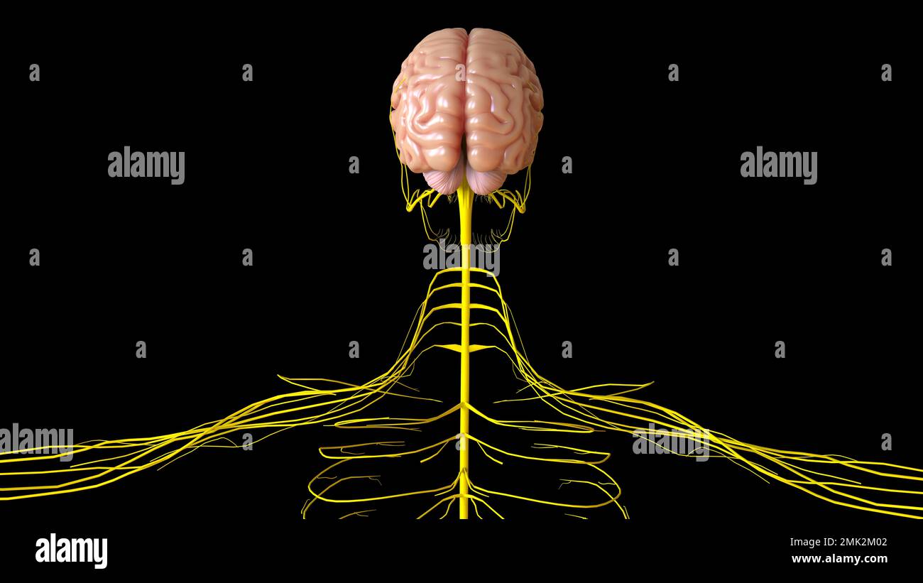 Menschliche Hirnanatomie für die medizinische Konzeptdarstellung 3D Stockfoto