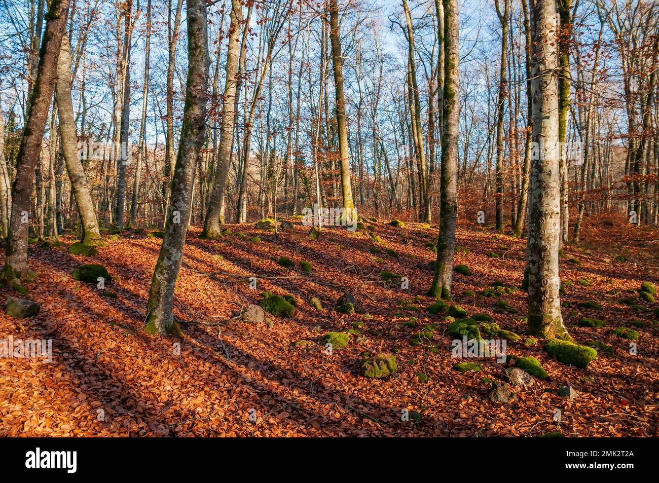 Gewöhnlicher Buchenwald, Fagus sylvatica. Fageda d'en Jordà, Olot, Katalonien, Spanien Stockfoto