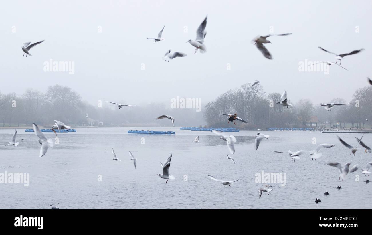 Heftiger Nebel steigt heute Morgen in London ab. Im Bild fliegen Vögel gegen dichten Nebel über der Serpentine im Hyde Park, London. Aufnahme am 25. Januar 2023 Stockfoto