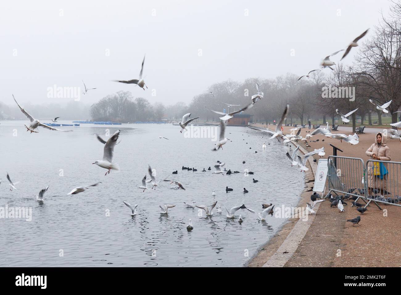Heftiger Nebel steigt heute Morgen in London ab. Im Bild fliegen Vögel gegen dichten Nebel über der Serpentine im Hyde Park, London. Aufnahme am 25. Januar 2023 Stockfoto