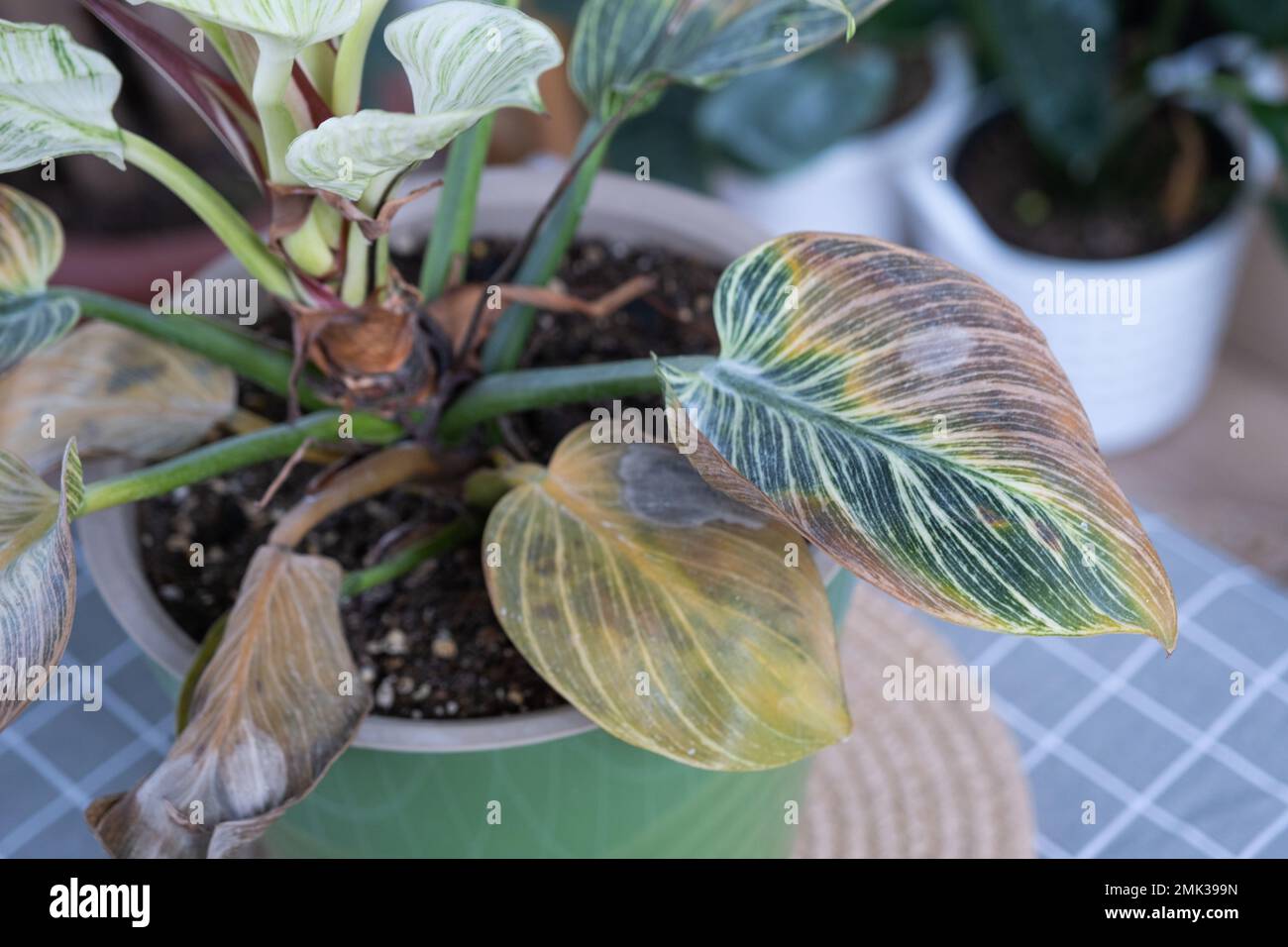 Probleme beim Anbau von einheimischen Pflanzen Philodendron Birkin - Bltter  befallen von Spinnenmilbe, gelbe und trockene Spitzen, berlauf der  Pflanze, Verrottung von Ro Stockfotografie - Alamy