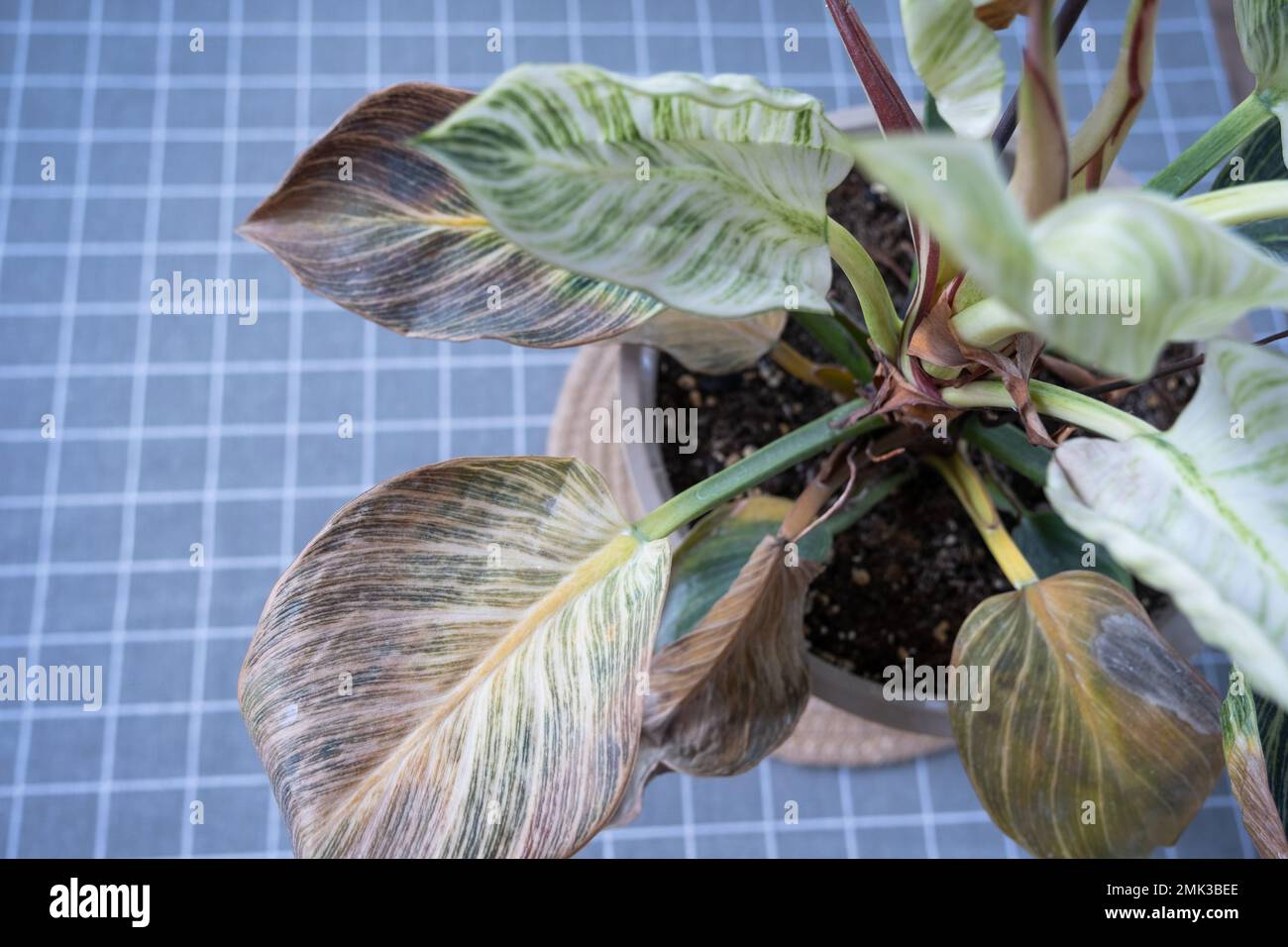 Probleme beim Anbau von einheimischen Pflanzen Philodendron Birkin - Bltter  befallen von Spinnenmilbe, gelbe und trockene Spitzen, berlauf der  Pflanze, Verrottung von Ro Stockfotografie - Alamy