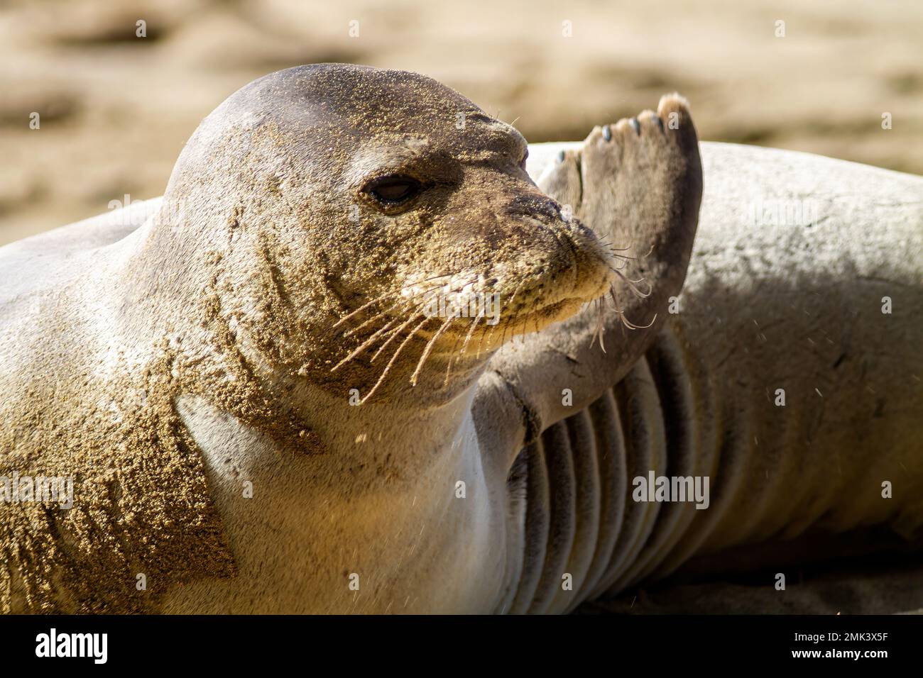 Ein hawaiianisches Monk Seal an einem Strand an der Pazifikküste von Kauai, Hawaii, USA. Stockfoto