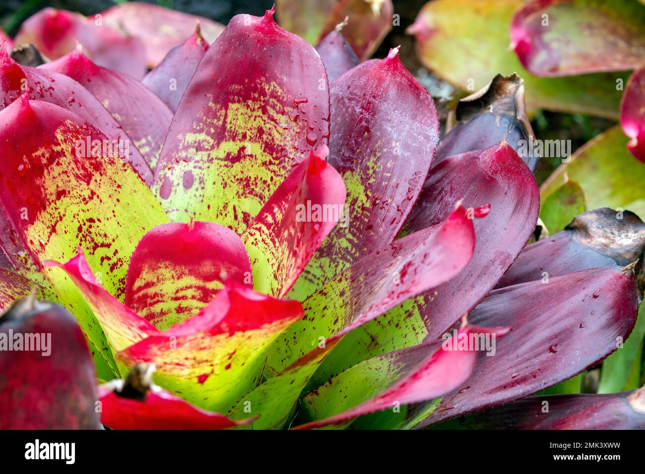Auf Kauai, Hawaii, USA, könnt ihr euch eine üppige tropische Pflanze aus nächster Nähe ansehen. Stockfoto