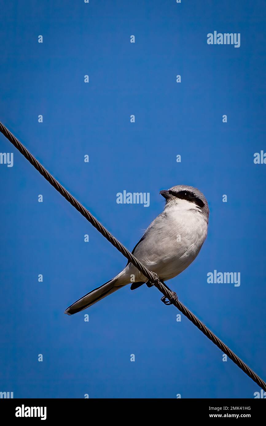 Loggerhead Shrike, der auf einem Draht ruht Stockfoto