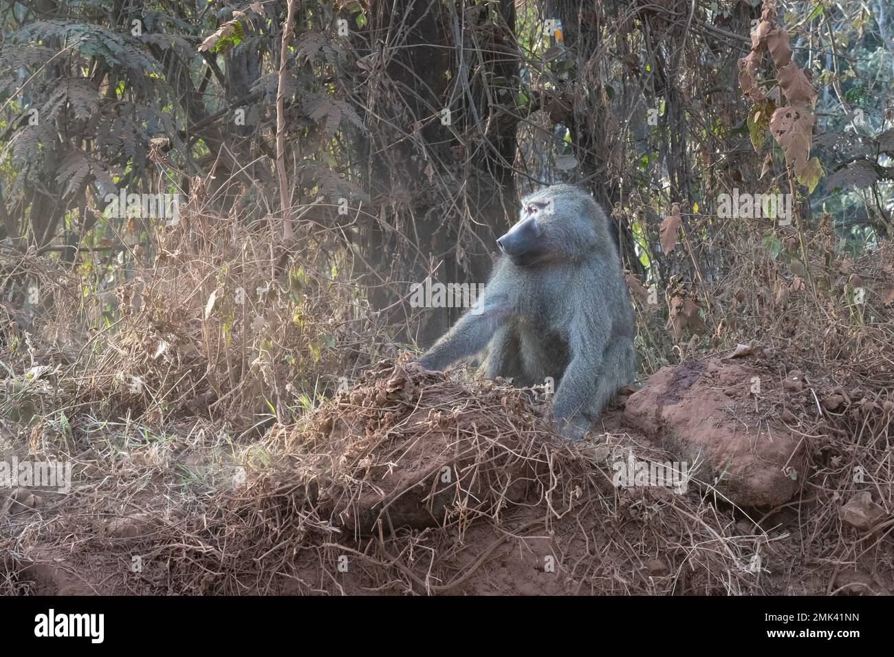 Ein männlicher Pavian, der in der Dämmerung in einem bewaldeten Bereich an einer Straße in Tansania sitzt. Stockfoto