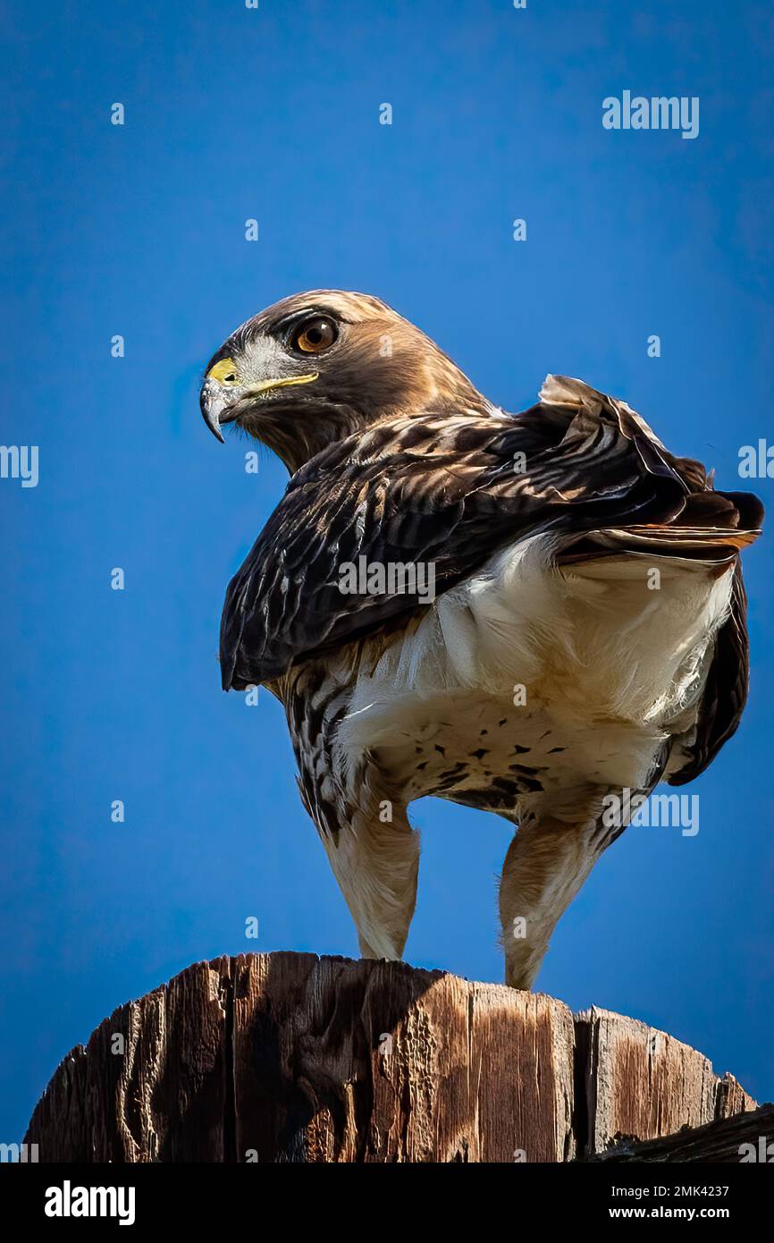 Rotschwanzfalke ruht Stockfoto
