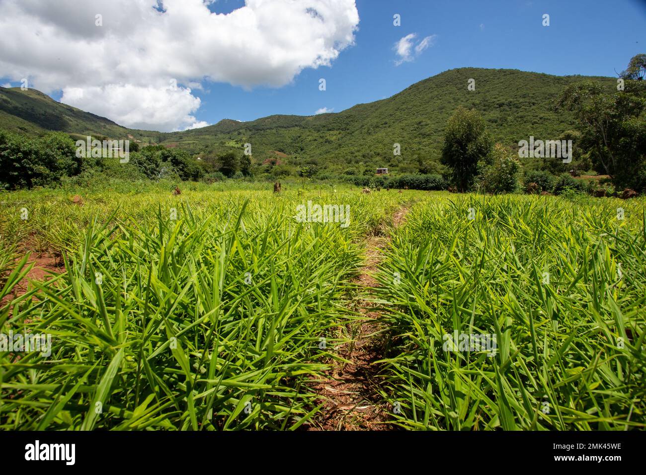 Leuchtende Ingwerfelder in der afrikanischen Landschaft Stockfoto