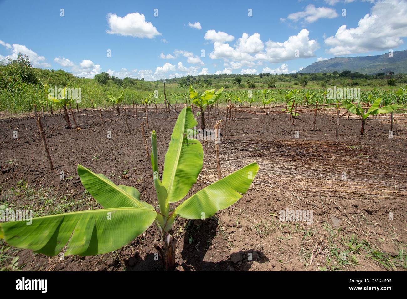 Junges Bananenbaumnahrungszentrum in Afrika, das das Wachstum und Potenzial der Grundpflanzen der Region zeigt Stockfoto