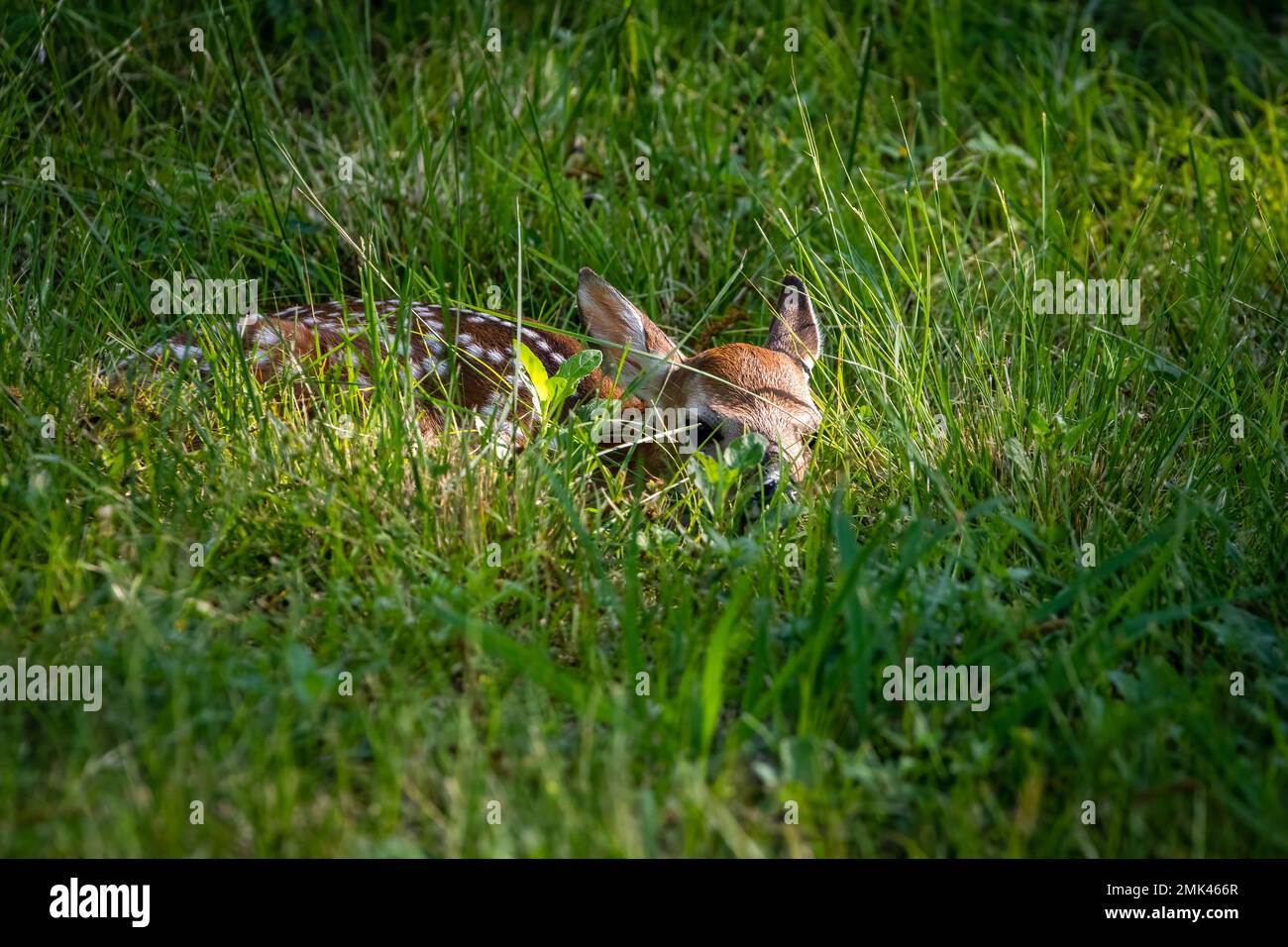 Baby-Weißwedelhirsch kräht im Gras Stockfoto
