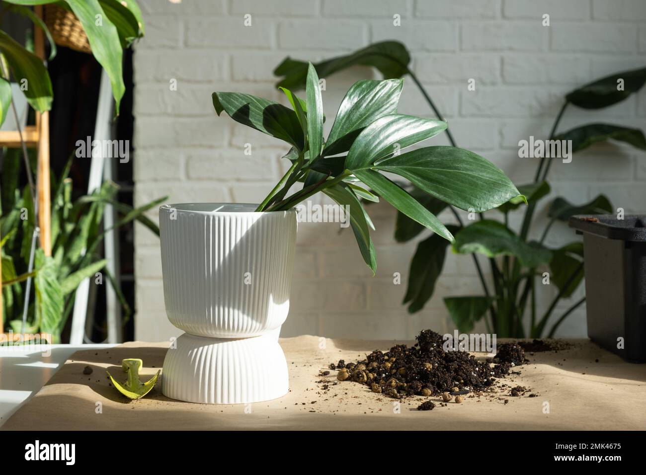 plant coffea arabica Arabica Coffee Plant ‘Coffea arabica’ 4