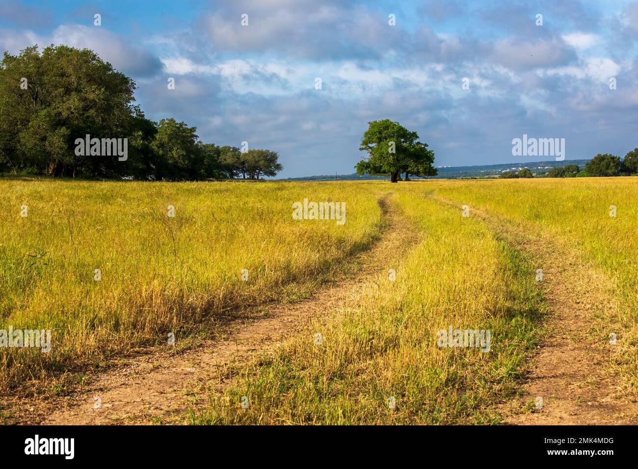 Texas Wildblumen gelb und blau Stockfoto