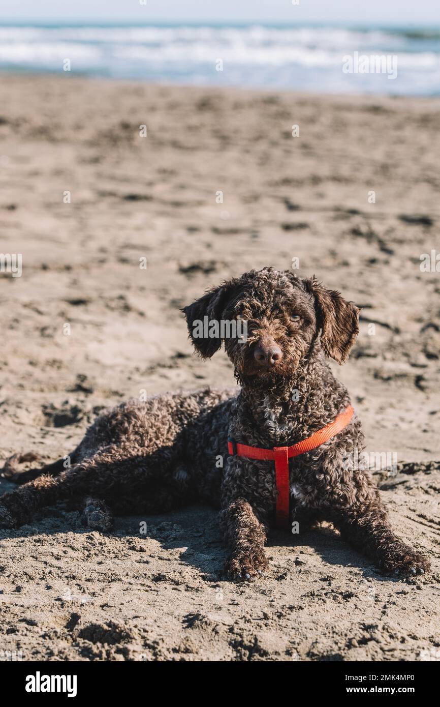 Porträt eines jungen Wasserhundes auf dem Sand. Der Hund sitzt am Strand. Stockfoto
