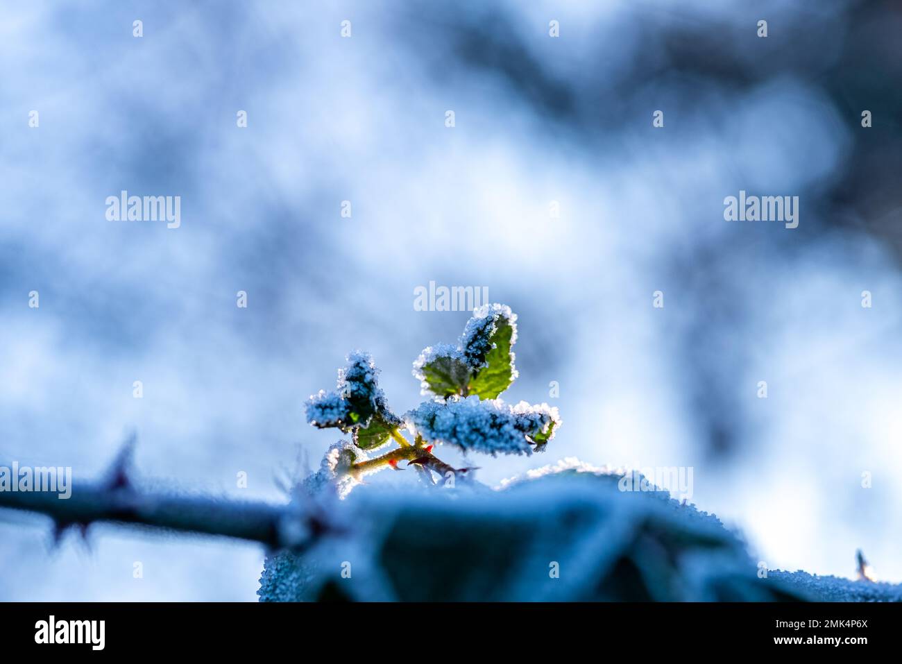 Kleine Blätter auf einem Ast mit Heiserfrost und Eiskristallen vor verschwommenem Hintergrund Stockfoto