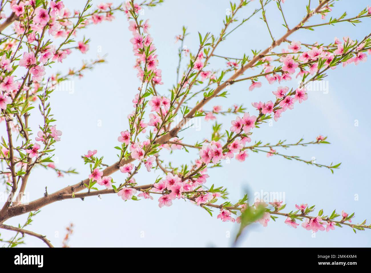 Pfirsichblüten im Frühling. Blühende Pfirsichzweige Stockfoto