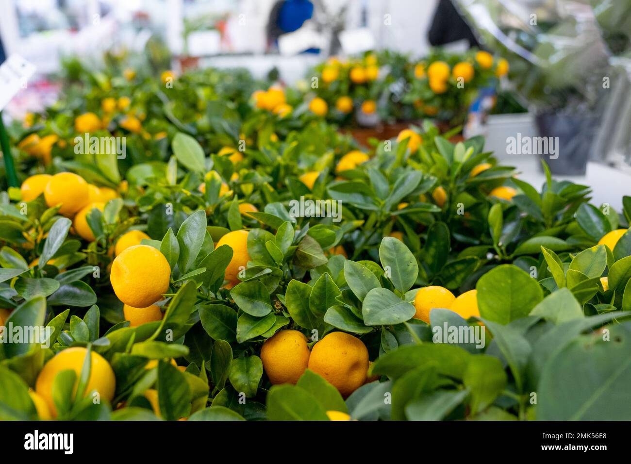 Bonsai Mandarine mit Frchten Stockfotografie - Alamy