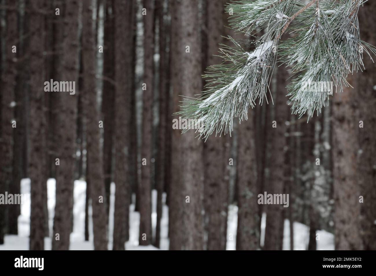 Kiefernadelzweig auf Hintergrundeen von Kiefernwäldern im Winter Sizilien, Ätna-Nationalpark, Italien Stockfoto